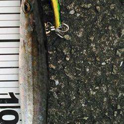 夕マヅメから夜にかけて